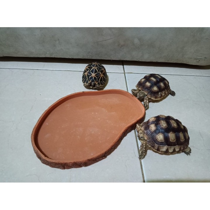 Feeding Dish - tempat makan kura kura / reptil Large