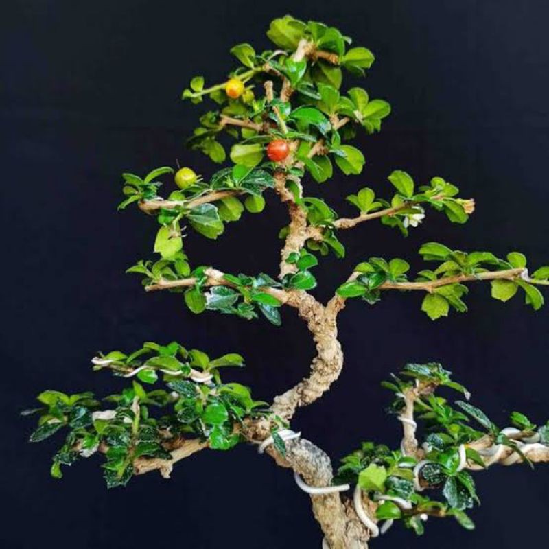 Bonggol Bahan Bonsai Hokiantea