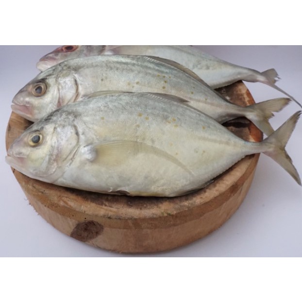 

IKAN KUWE UTUH SEGAR SURGA KEBUTUHAN KU