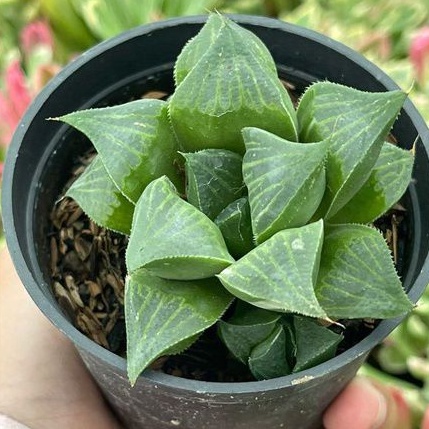 Sukulen Haworthia Retusa Variegata Magnifica