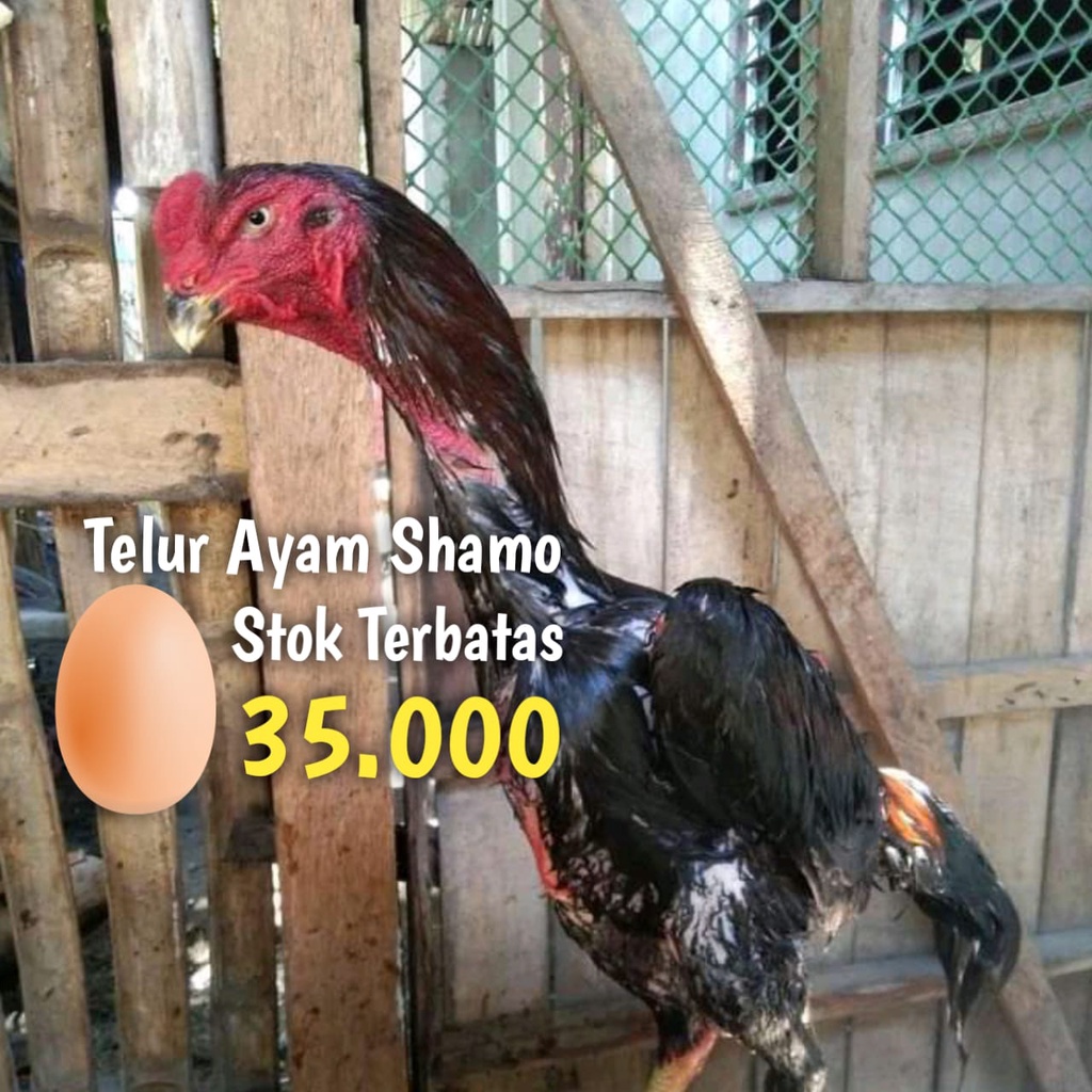 Ayam Shamo Ori Telur Tetas Fertil line jepang