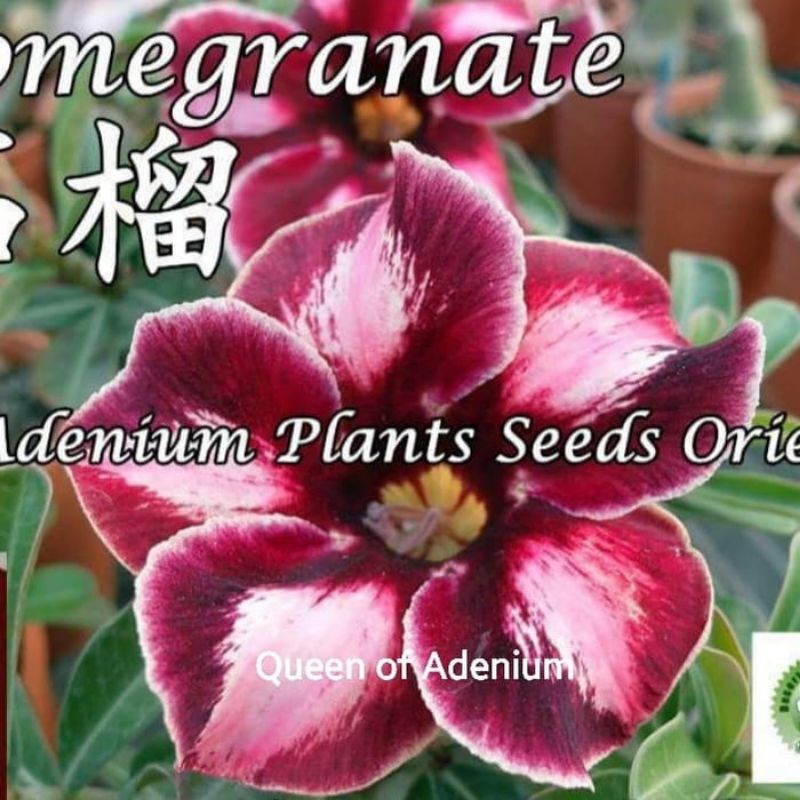 Tanaman hias adenium bunga Kamboja merah tua / Kamboja adenium bunga