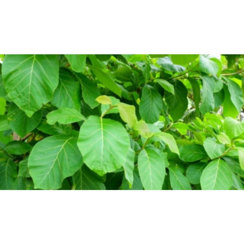 

Daun jati