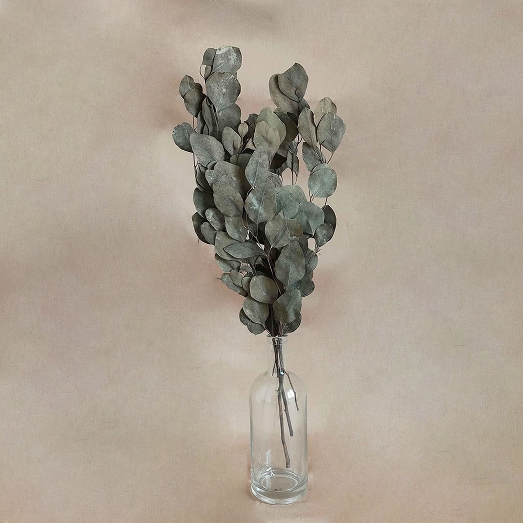 Dried Circle Eucalyptus Leaf Daun Kering Hijau Asli Import Dekorasi Rumah Hiasan Pajangan