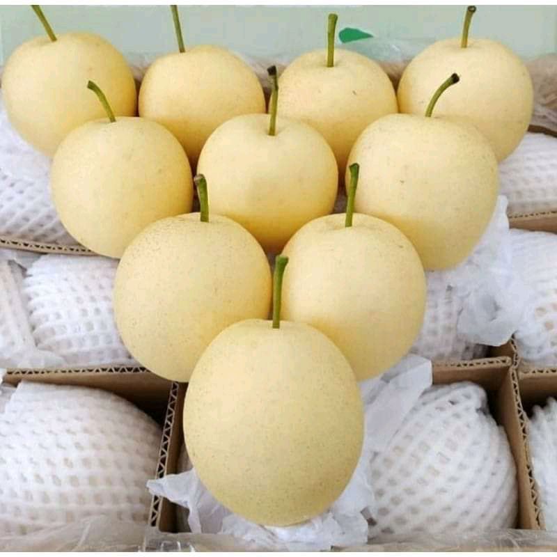 

pir century (1kg)