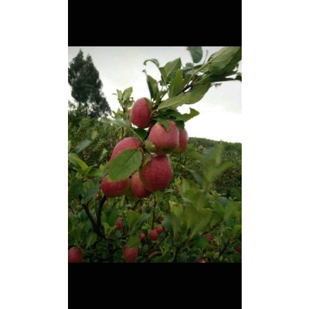 Bibit Apel Fuji Berkualitas