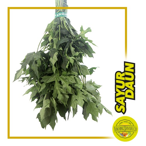 

Daun Pepaya Jepang / ikat