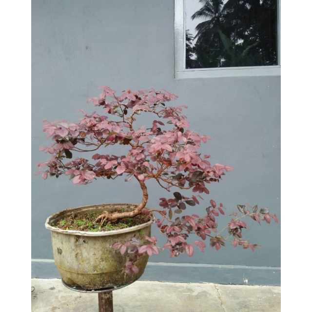 Bibit tanaman cloropitalum/serut merah (bahan bonsai)