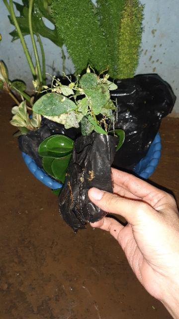 New Produck!! Tanaman Hias Calathea Sepat - Kalatea Sepat - Clathea Sepat