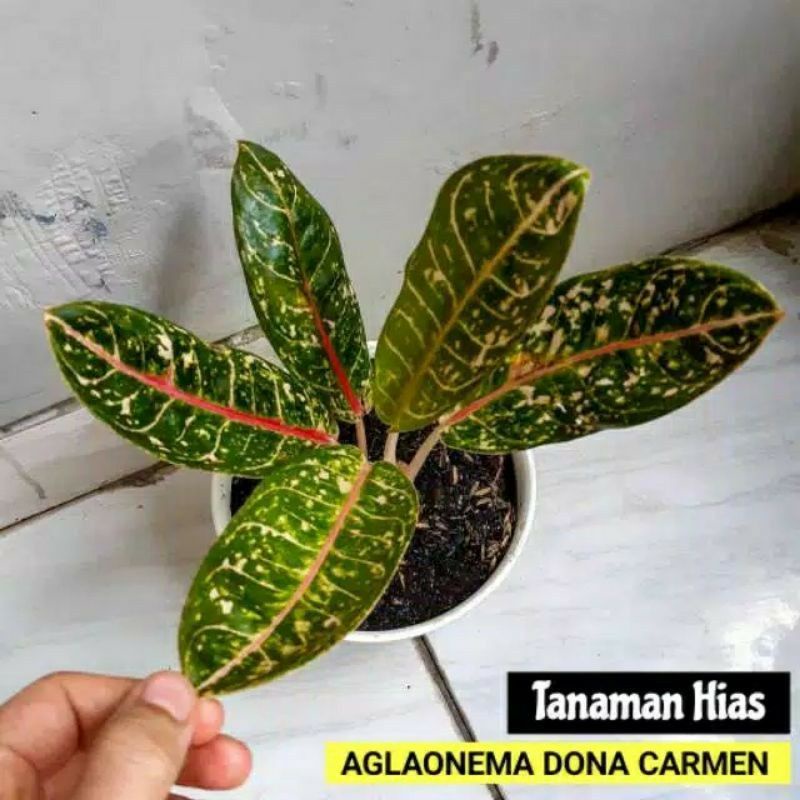 bunga aglonema dona carmen bunga hidup aglo murah tanaman hias