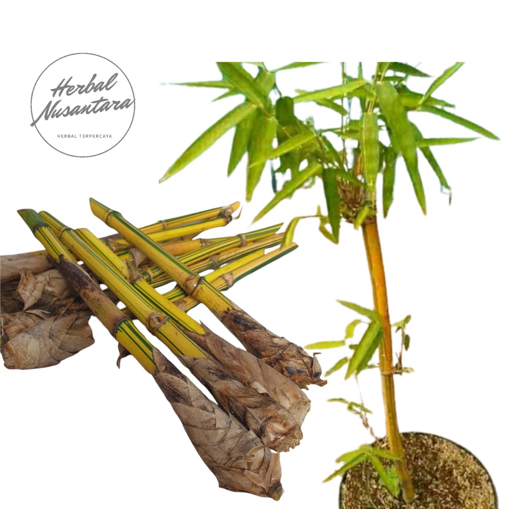 Bibit Benih Tanaman Bambu Ampel Kuning dan Bambu Ampel Hijau