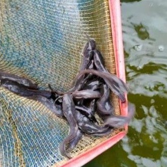 bibit ikan lele 10-12 cm