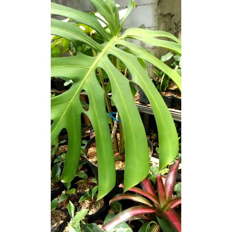 Tanaman hias Monstera King - Monstera king