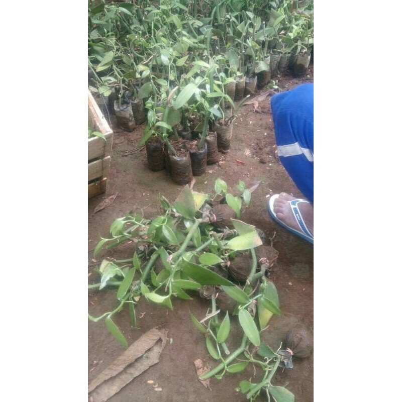 Diskon 22 Bibit Tanaman Vanili Plani Unggulan