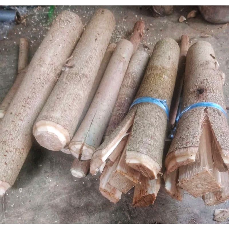 Stek batang waru lokal besar