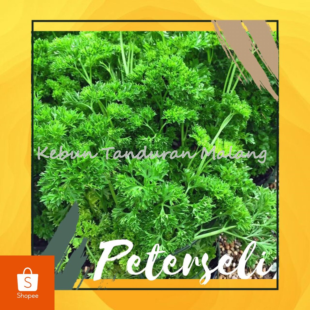 Tanaman Sayuran Bumbu Dapur Peterseli / Parsley curly / Tanaman Hidup BUkan Benih Biji