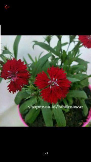 Tanaman Hias Anyelir Dianthus Merah