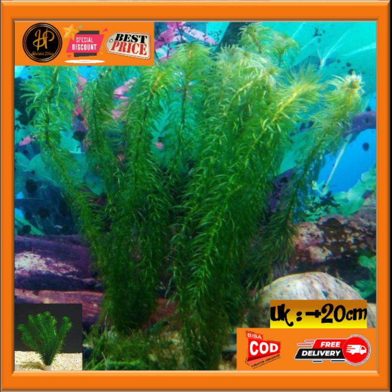 Tanaman Air Ganggang Hydrilla Termurah Aquascape Aquarium