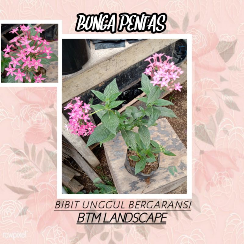 

BUNGA PENTAS
