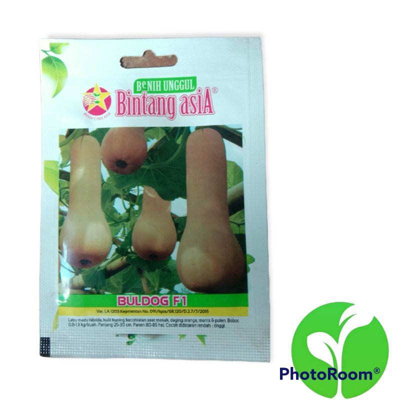 BENIH LABU MADU - BULDOG F1 - Bintang Asia