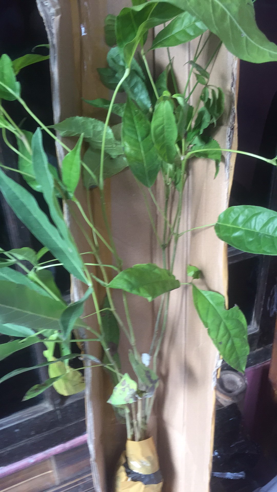 Promo Bibit Stoberi Jumbo