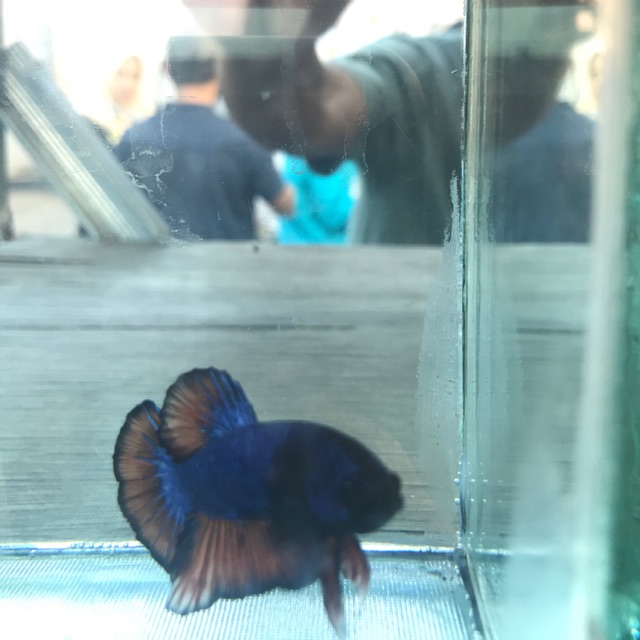 

Cupang Fancy