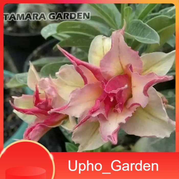 

Bibit Bunga Kamboja Adenium Meng Qian - Upho_Garden