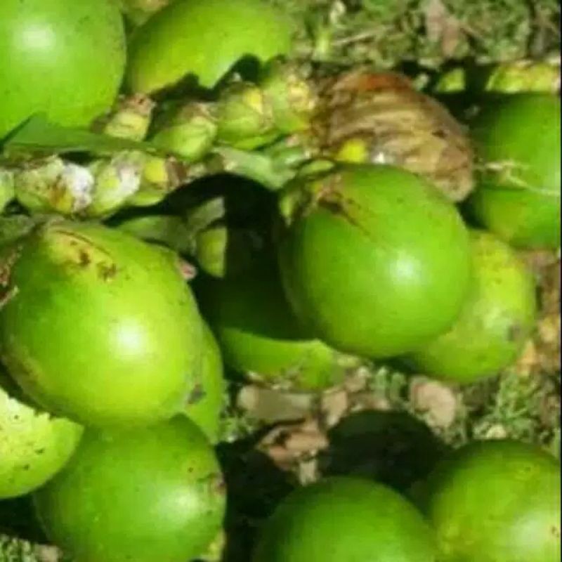 

pinang muda segar 500 gram