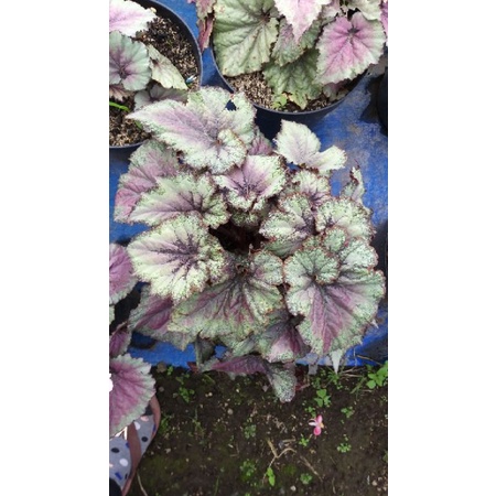 begonia anakan pra remaja keong ungu, begonia murah, begonia rimbun, begonia cantik, begonia unik, b