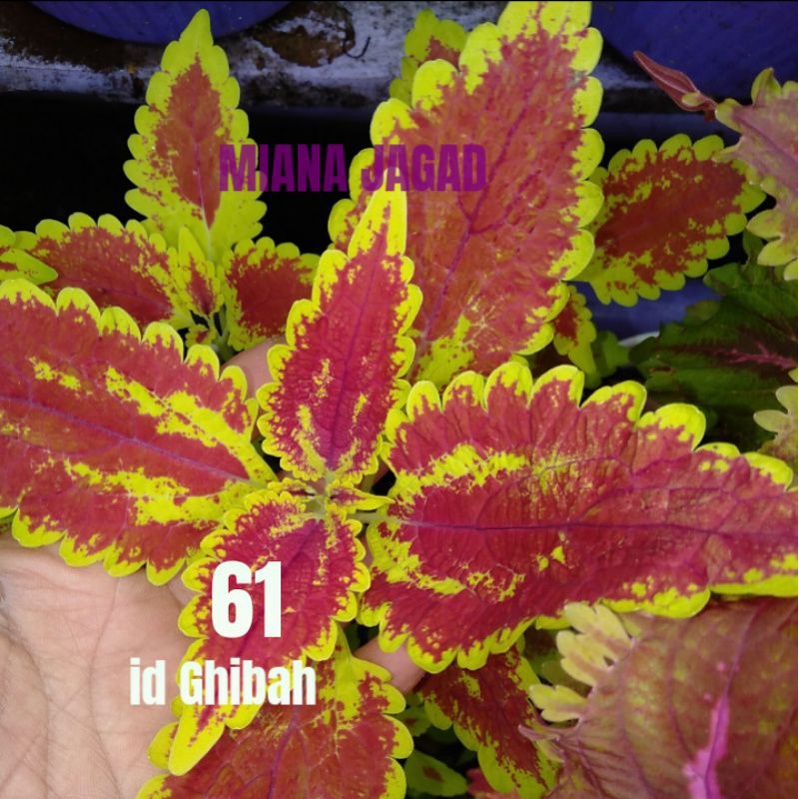 Miana Premium/id Ghibah/Coleus