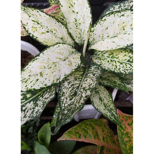 aglonema snow white indukan