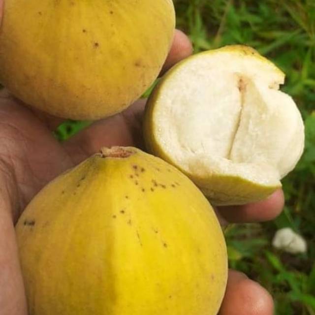

Buah kecapi