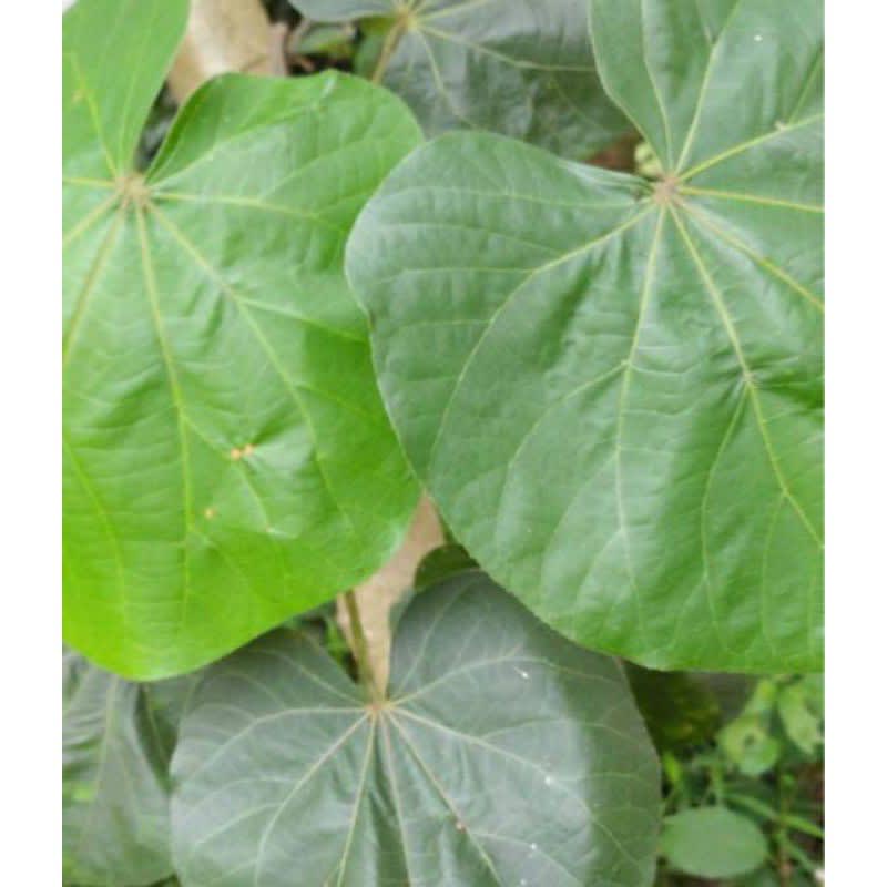 

daun waru herbal Hasil Kebun Sendiri