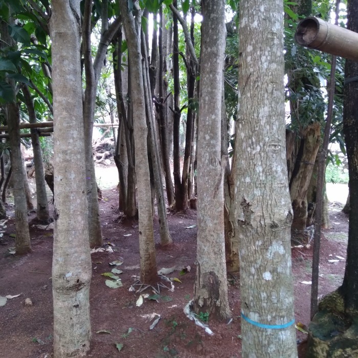 POHON TABEBUYA ROSEA