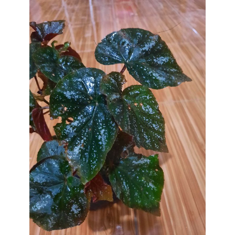 Tanaman Hias Begonia Rex Begonia Painted Shopee Indonesia