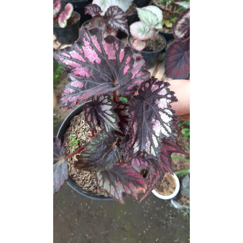 Begonia Hellen Teupel/Begonia Merah Strip Hitam