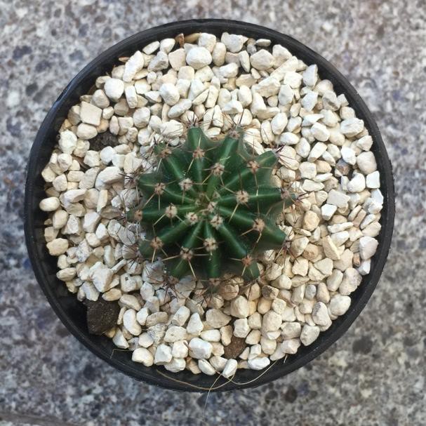 [KODE Y9949] Kaktus ownroot + POT lucu tanaman hias bisa pilih indukan mini berduri berbulu onroot b