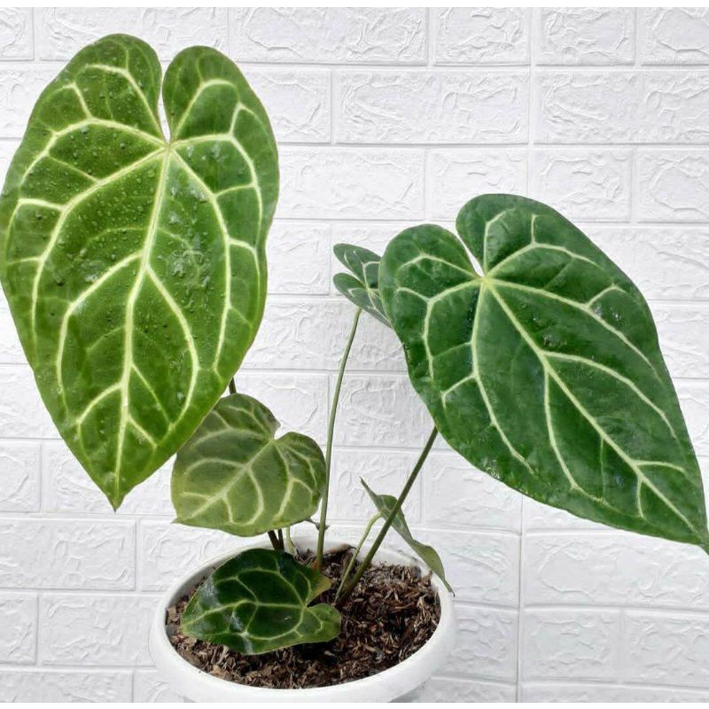 Anthurium Kuping Gajah Hybrid