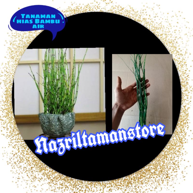 Tanaman hias Bambu air / Bibit tanaman hias bambu