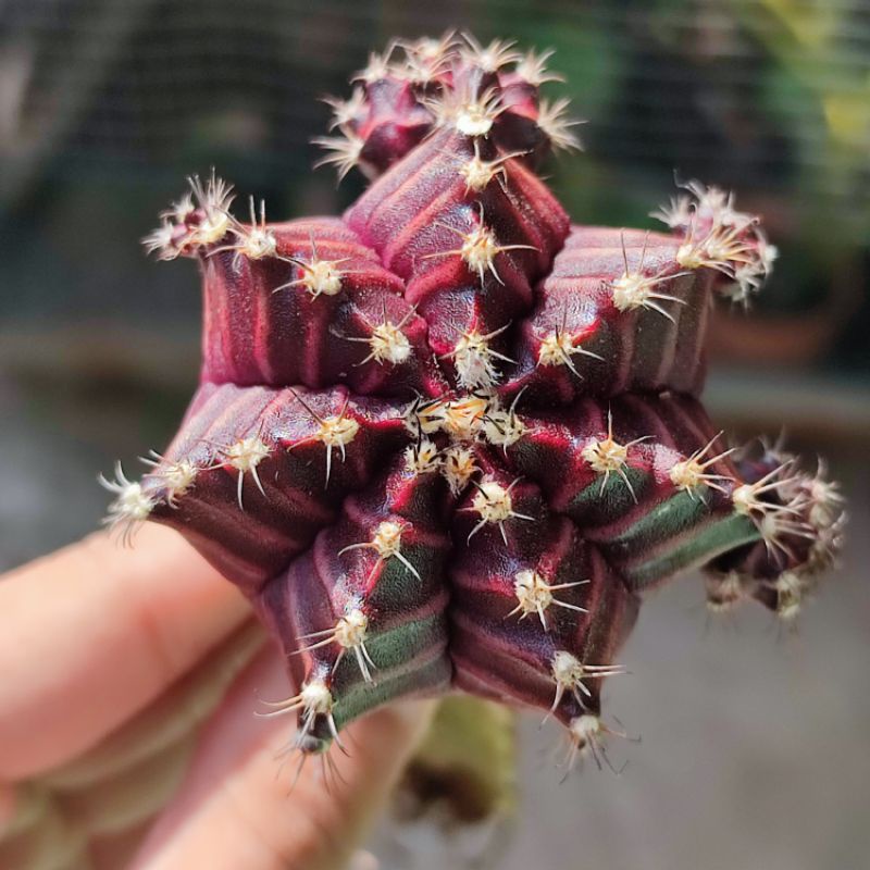 Kaktus Gymnocalycium Red Korea Grafting