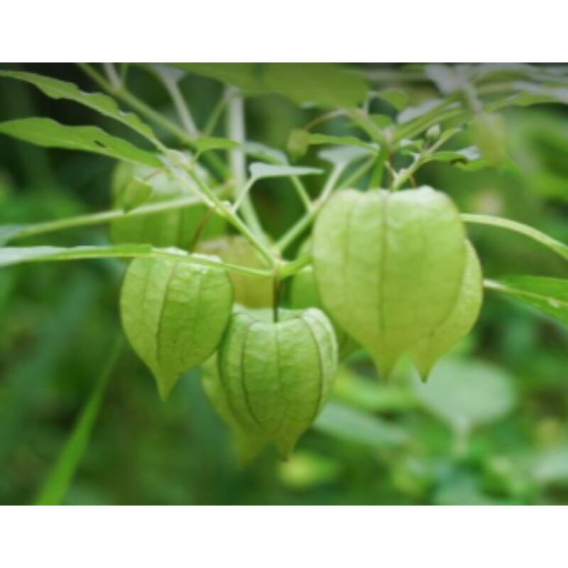 

DaunCiplukan/cecendet 250gram