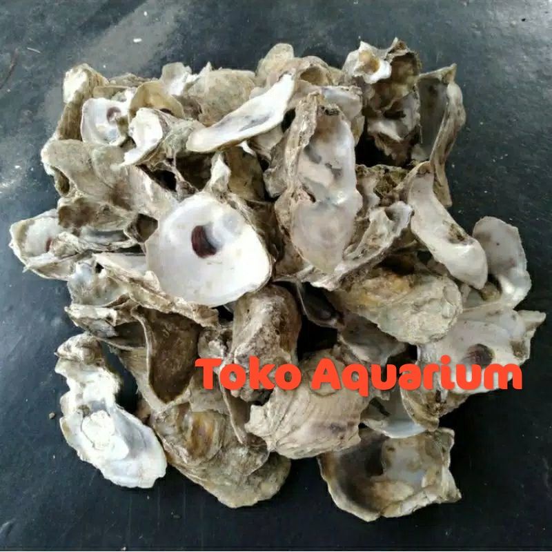 Murah Kulit Kerang Tiram Oyster Media Filter Aquarium Kolam 500 gr