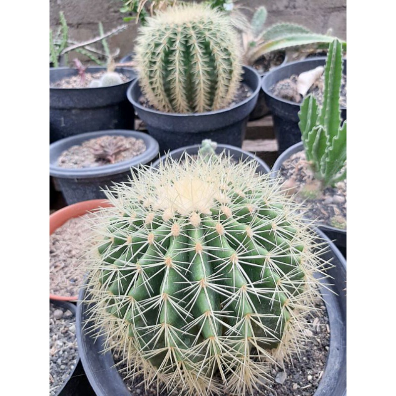 1 buah bibit tanaman hias kaktus golden barrel echinocactus grusonii Ownroot own root sukulen cactus