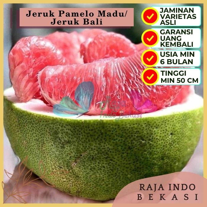 Bibit Tanaman Buah JERUK PAMELO MADU / JERUK BALI Premium