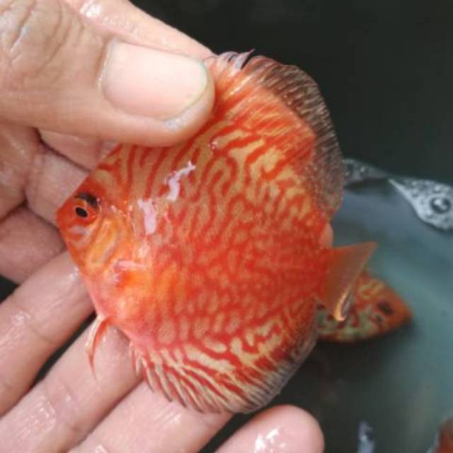 Ikan Discus Macam2 Pigeon uk 2.5in
