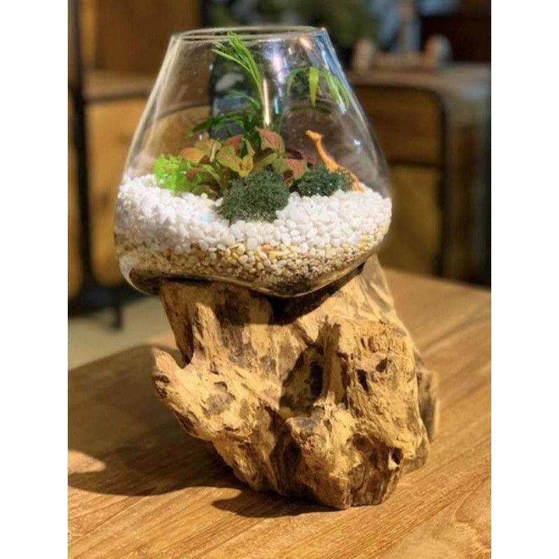AQUARIUM MINI / AQUARIUM IKAN CUPANG + AKAR KAYU UNIK