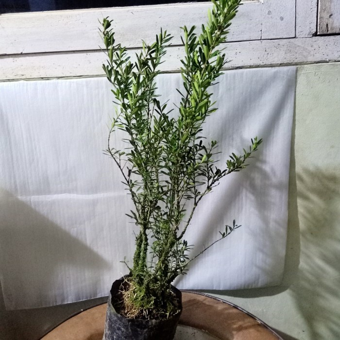 bahan/bibit bonsai boxus