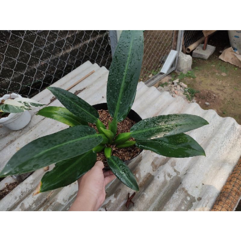 tanaman eceng gondok/philo katak