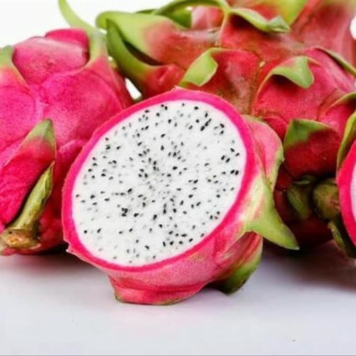 bibit buah naga putih