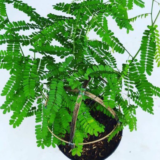 Tnaman herbal Saga Rambat/pohon daun saga/Tanaman Saga/obat Herbal alami